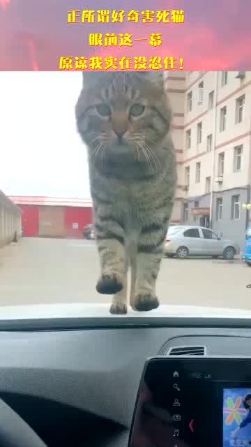 好奇害死猫视频,揭秘“好奇害死猫”视频背后的故事