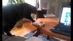 好奇害死猫视频,揭秘“好奇害死猫”视频背后的故事