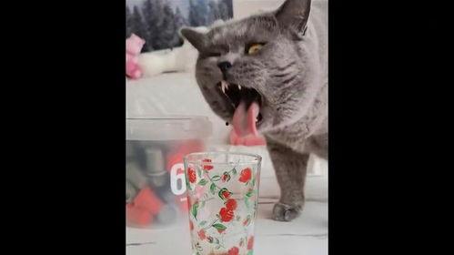 好奇害死猫视频,揭秘“好奇害死猫”视频背后的故事