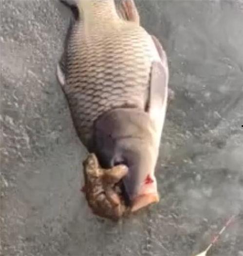 蛤蟆鱼视频,蛤蟆鱼视频揭秘神秘生物世界