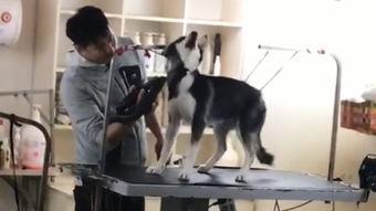 最惨的杀狗视频,最惨杀狗视频揭露人性黑暗面