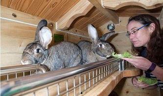 视频兔窝,揭秘视频创作背后的温馨世界