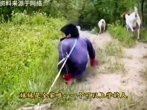 放羊视频,牧歌田园生活画卷