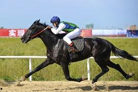 国外最快走马比赛视频,揭秘国外最快走马比赛惊心动魄瞬间