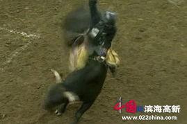 摔牛视频
