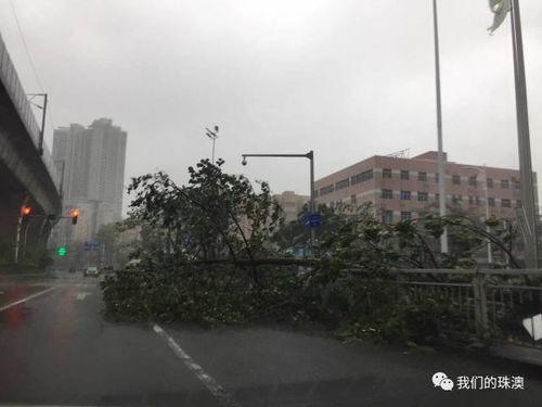 天鸽台风现场视频,惊心动魄的救援瞬间